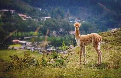 Jour 19 : Cusco, chez le guide - Vol Cusco Lima